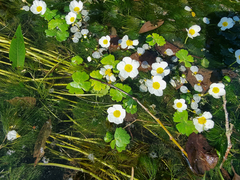 Ranunculus peltatus