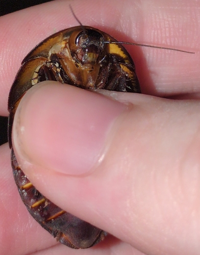 Boll’s Sandroach