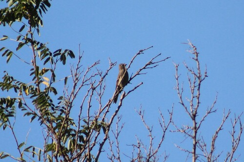 Townsend's Solitaire