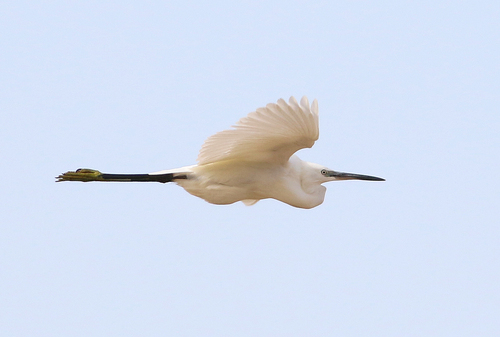 iNaturalist image