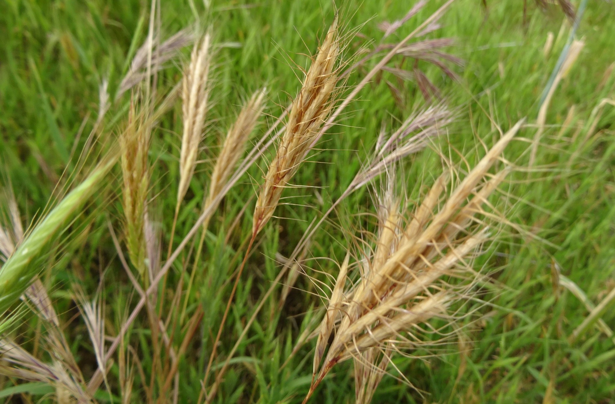 Bromus alopecuros