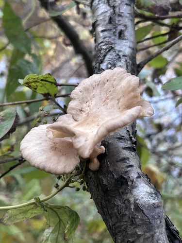 pale oyster