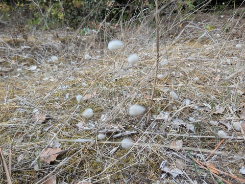 Hare's Tail Grass