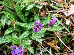 Pulmonaria longifolia