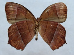 Taygetis rufomarginata