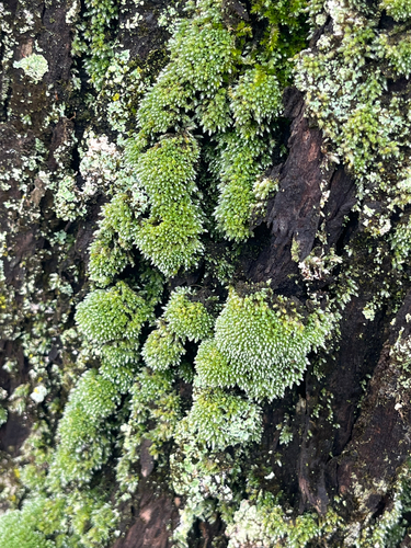 Bryum argenteum observed 2026-09-08