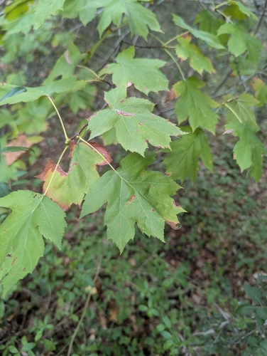 Wild Service-tree