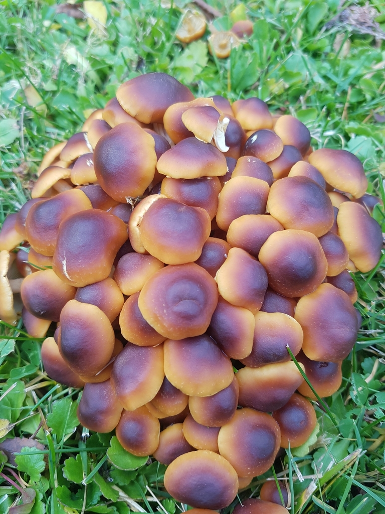 Hypholoma frowardii · May 2020 · photo: © paulazermoglio (iNaturalist, cc0)