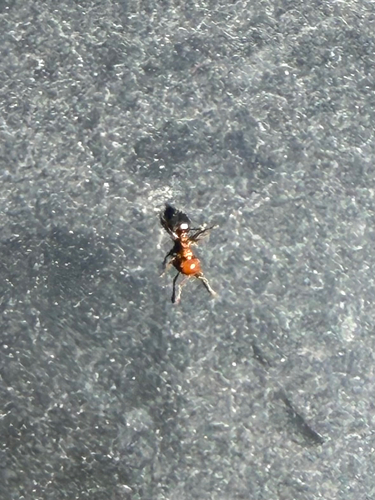 Shiny Acrobat Ant