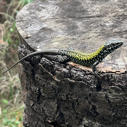 Common Wall Lizard