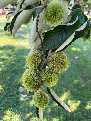 Castanea mollissima, photograph 2