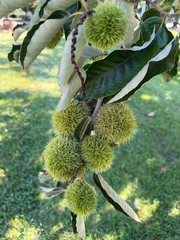 Castanea mollissima, photograph author not stated, no rights reserved