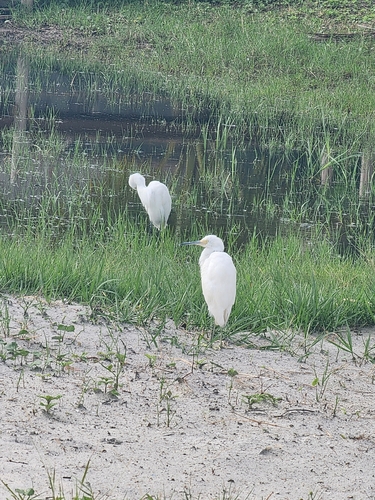 Snowy Egret