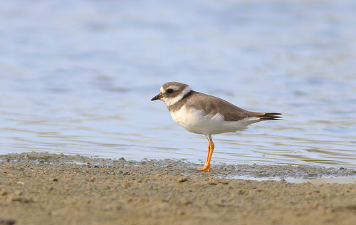 iNaturalist image