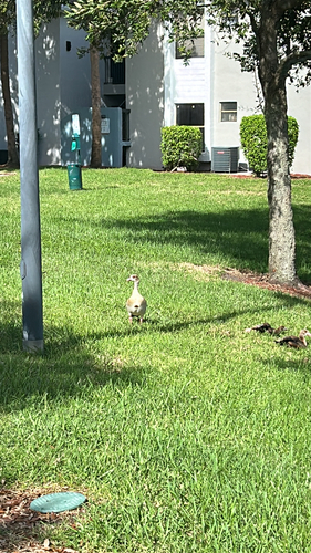 iNaturalist image
