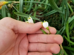 Leucojum