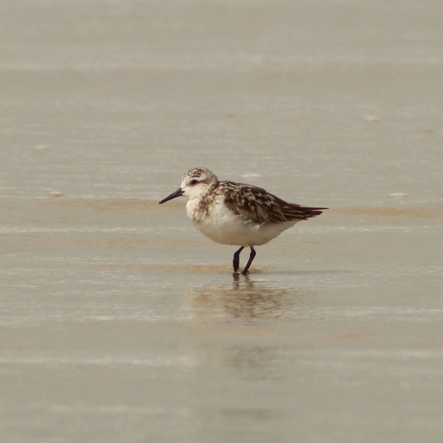 iNaturalist image