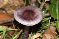 Inocybe violaceocaulis