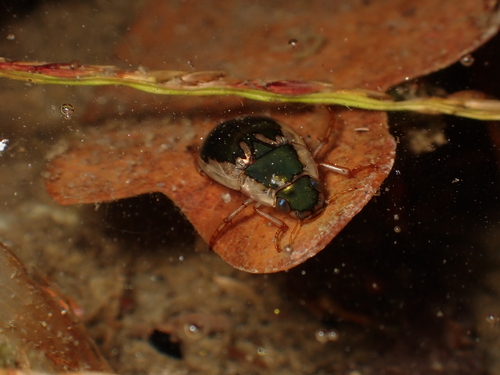 Lateral-lined Water Beetle