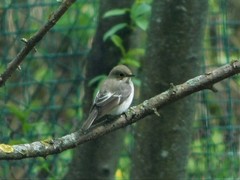 Ficedula hypoleuca