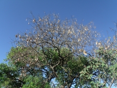 Vatairea macrocarpa