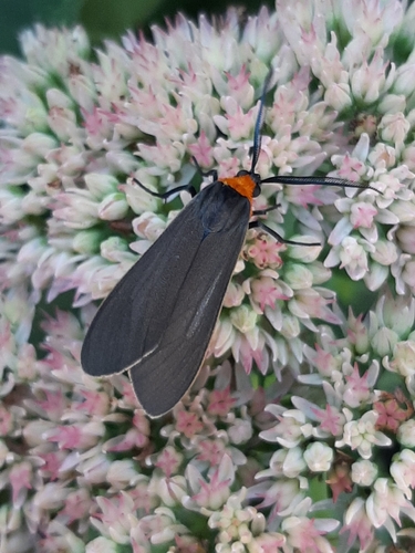 Yellow-collared Scape Moth