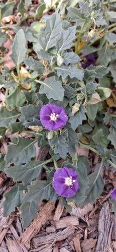 purple groundcherry