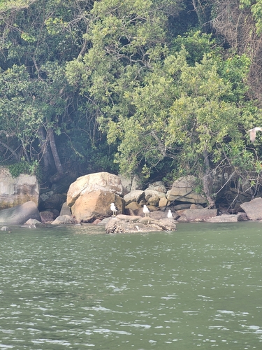 iNaturalist: (c) Analice da Silva Santos, some rights reserved (CC BY-NC), uploaded by Analice da Silva Santos iNaturalist image