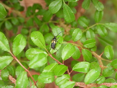 Typocerus lunulatus