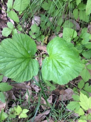 Geum vernum