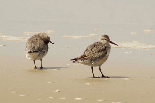 iNaturalist image