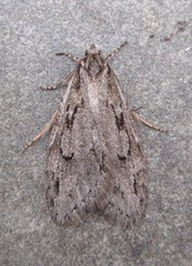 Semioscopis aurorella