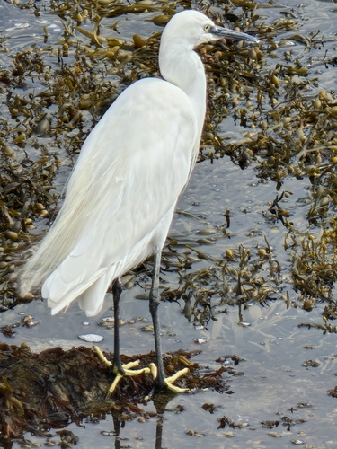 iNaturalist image