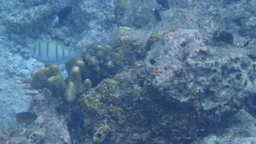 Convict Surgeonfish