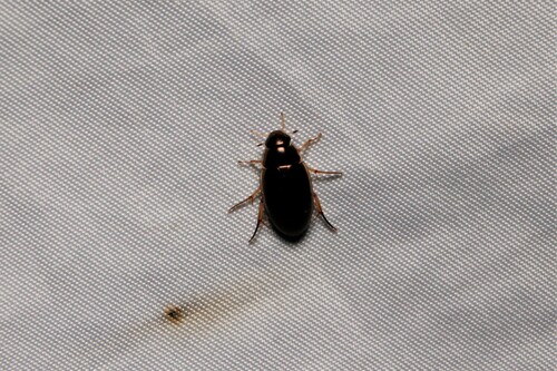 Tropisternus lateralis nimbatus