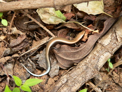 Chalcides viridanus