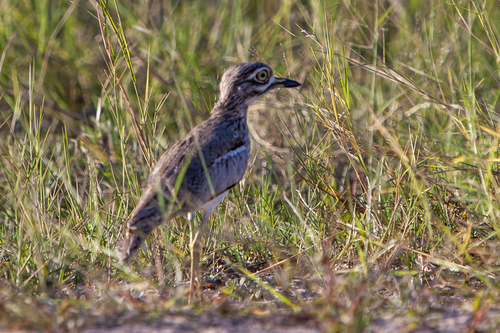 iNaturalist image
