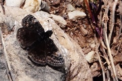 Erynnis lucilius