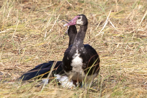 iNaturalist image