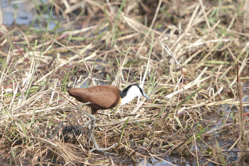 iNaturalist image