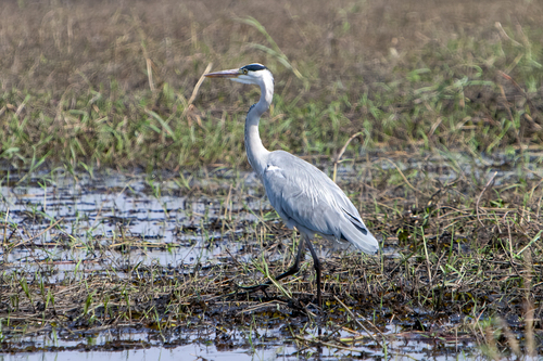 iNaturalist image