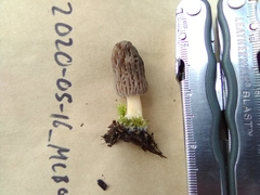 Morchella pulchella