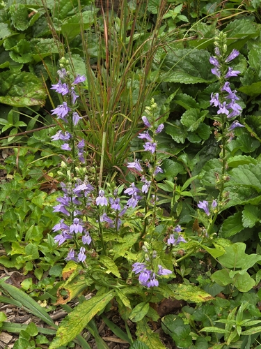 great blue lobelia