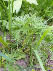 Ranunculus polyanthemos