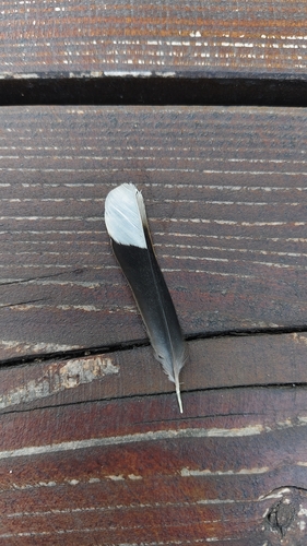 Plume de Grosbec casse-noyaux