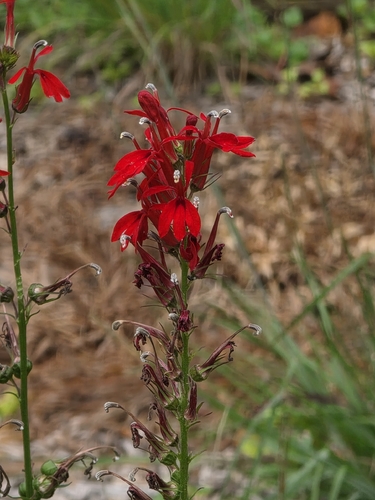 cardinal flower