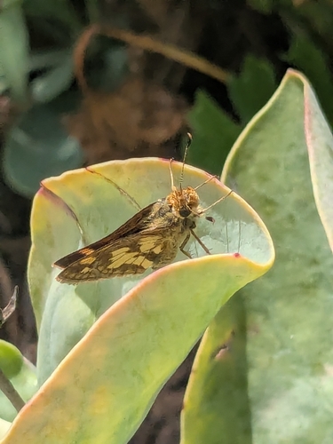Peck's Skipper