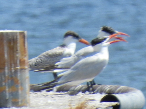 iNaturalist image
