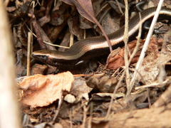 Chalcides viridanus