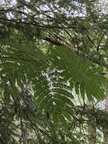 Persian silk tree
